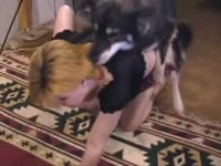 Slut gives blowjob to furry cute dog before sex